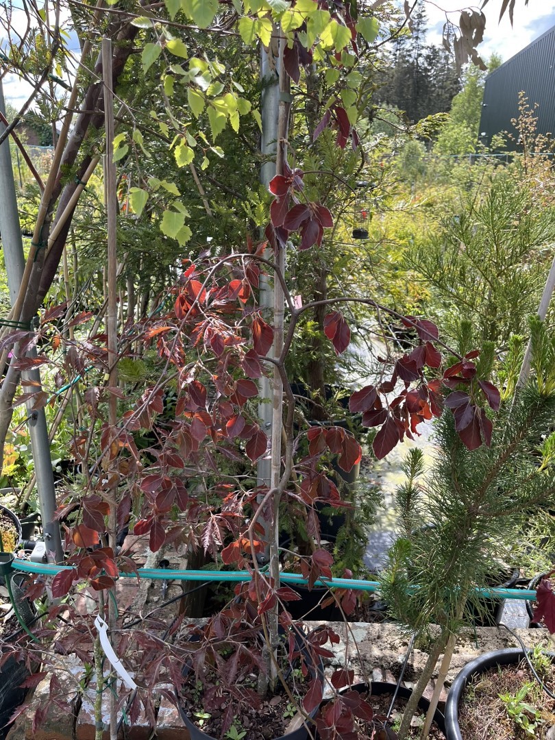 Beech 'Black Swan' - Fagus sylvatica (Atropurpurea Group)