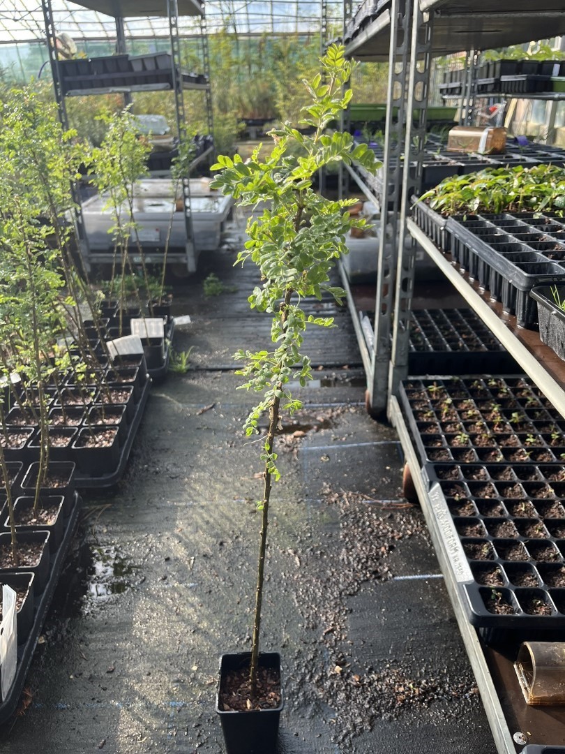 Caragana arborescens - Siberian pea tree