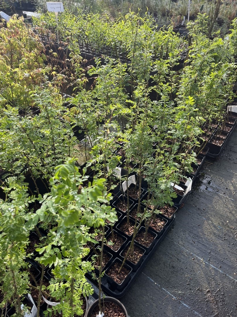 Caragana arborescens - Siberian pea tree
