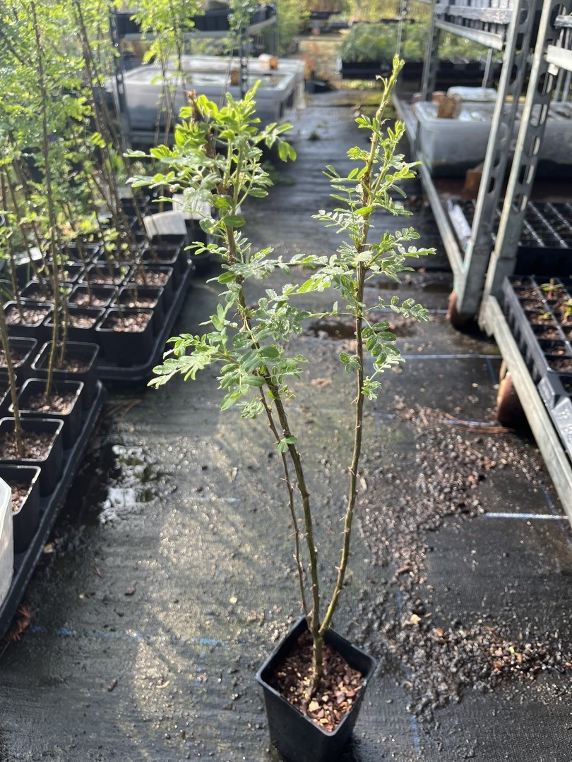 Caragana arborescens - Siberian pea tree