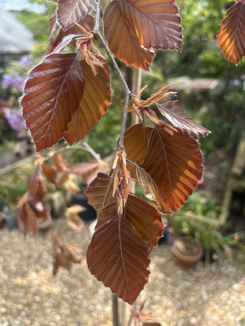 Fagus sylvatica (Atropurpurea Group) - Beech 'Black Swan'