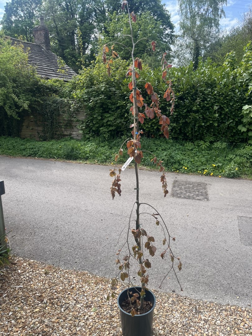 Fagus sylvatica (Atropurpurea Group) - Beech 'Black Swan'