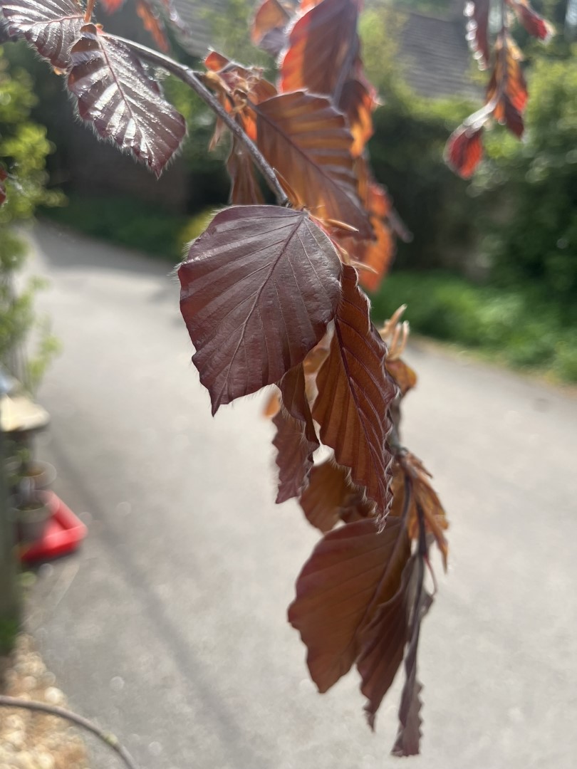 Fagus sylvatica (Atropurpurea Group) - Beech 'Black Swan'
