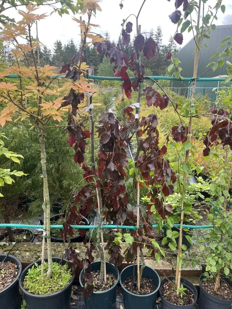 Fagus sylvatica (Atropurpurea Group) - Beech 'Black Swan'