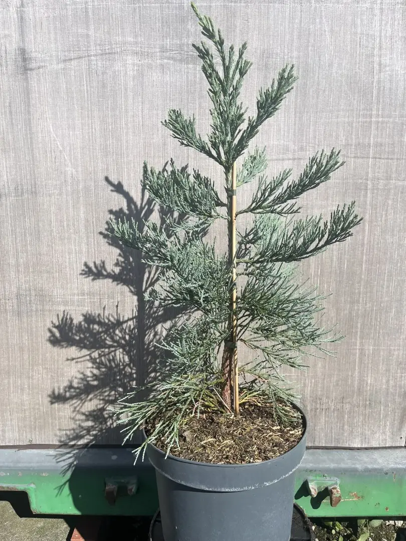 Giant Redwood 'Glaucum' - Sequoiadendron giganteum