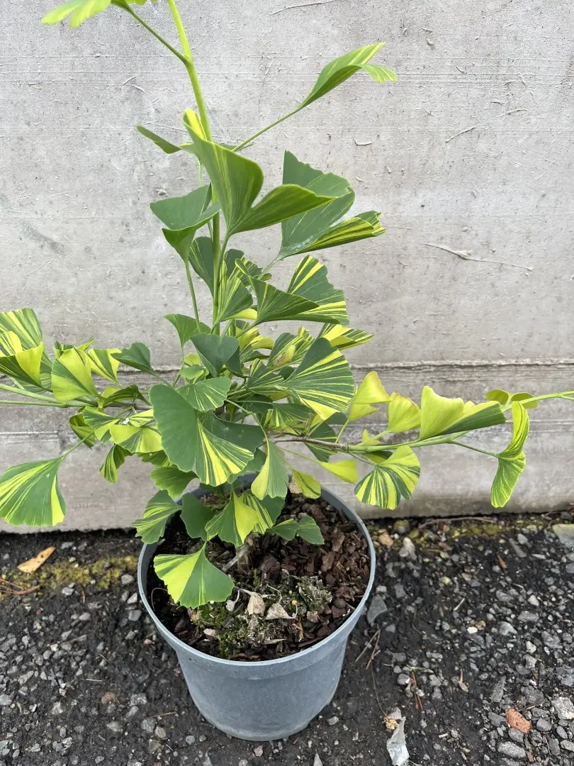 Ginkgo 'Yellow Mellow' 40/60cm - Rare Variegated Maidenhair Tree (3L Pot)