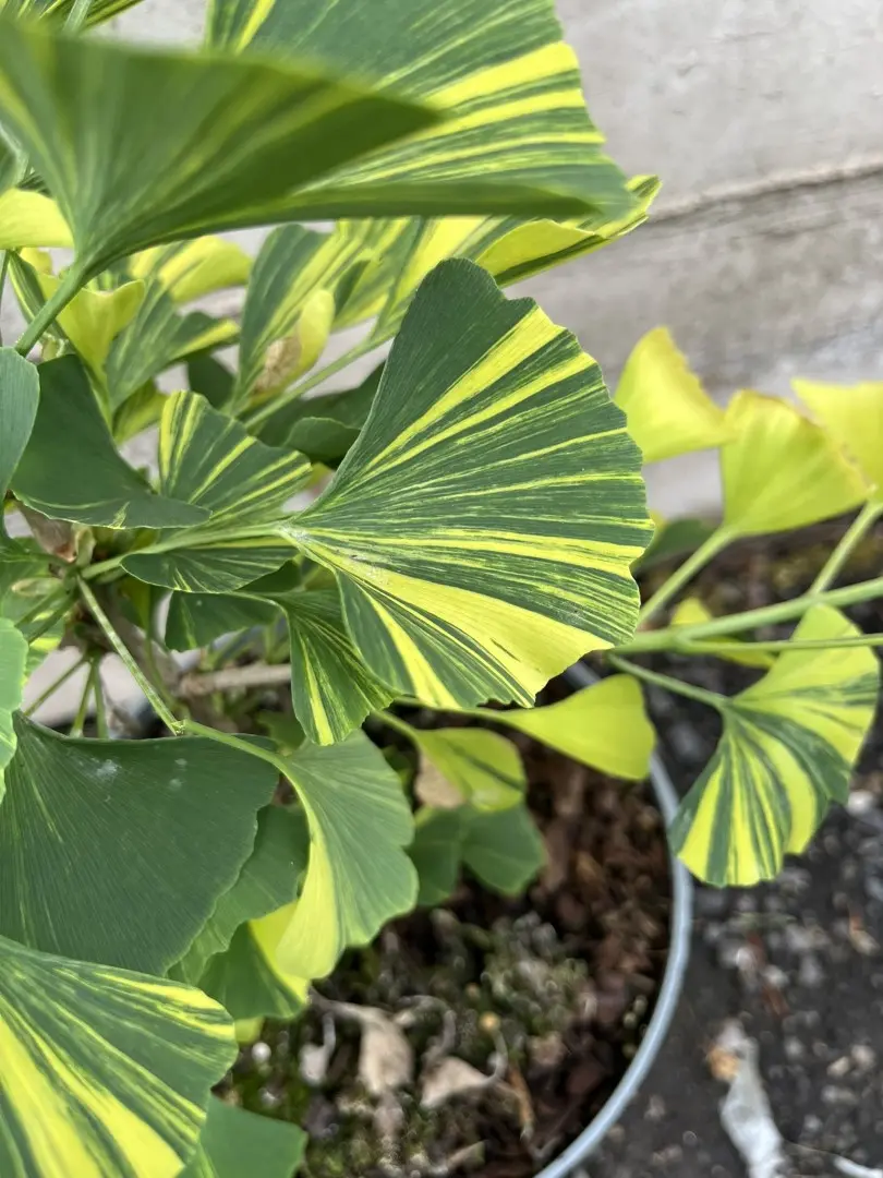 Ginkgo 'Yellow Mellow' 40/60cm - Rare Variegated Maidenhair Tree (3L Pot)