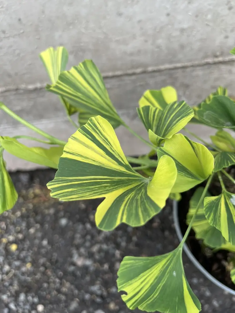 Ginkgo 'Yellow Mellow' 40/60cm - Rare Variegated Maidenhair Tree (3L Pot)