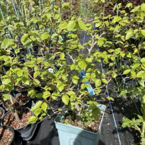 WYSIWYG Beech Bonsai Style