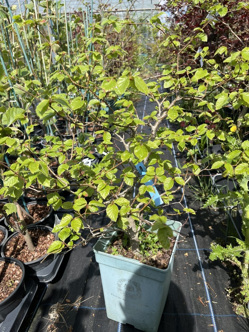 WYSIWYG Beech Bonsai Style