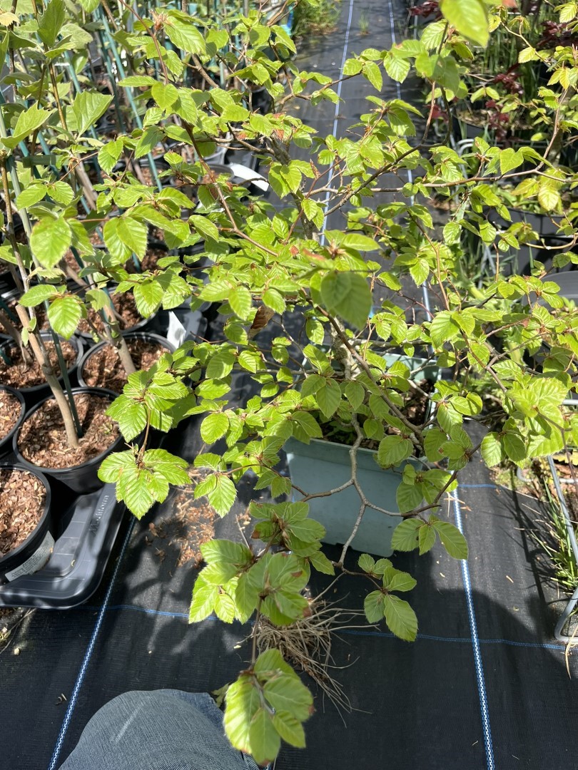 WYSIWYG Beech Bonsai Style