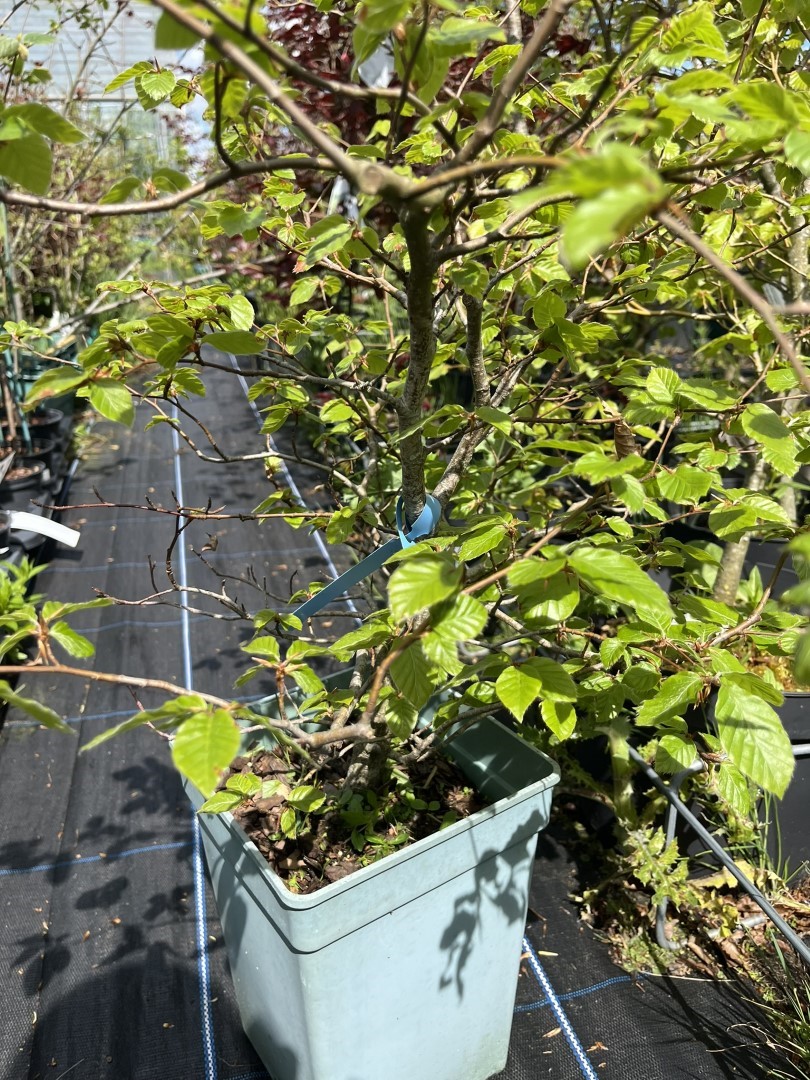 WYSIWYG Beech Bonsai Style