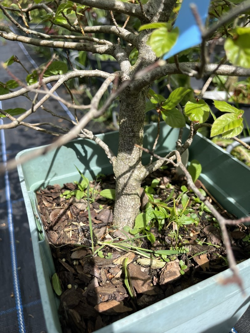 WYSIWYG Beech Bonsai Style