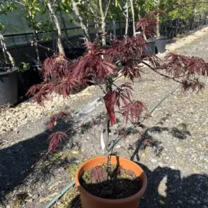 Japanese maple Acer palmatum 'Tamukeyama' or 'Beni-hagoromo'