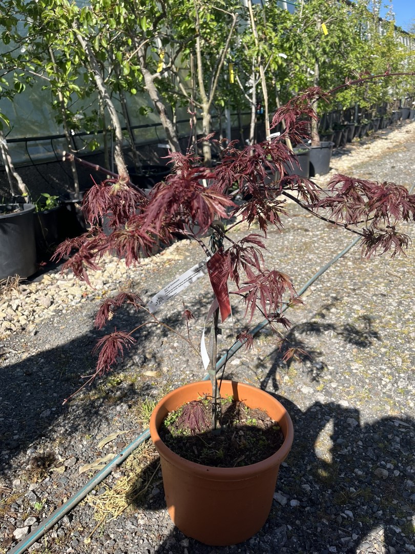 Japanese maple Acer palmatum 'Tamukeyama' or 'Beni-hagoromo'