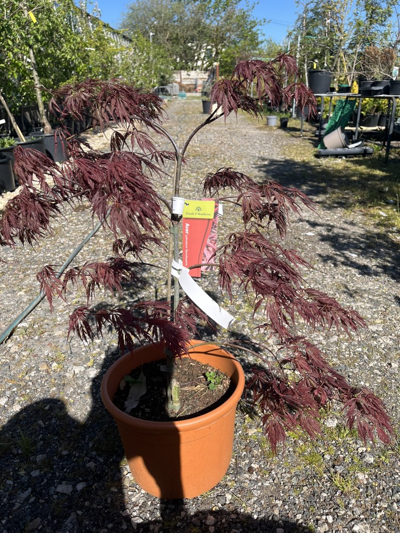 Japanese maple Acer palmatum 'Tamukeyama' or 'Beni-hagoromo'