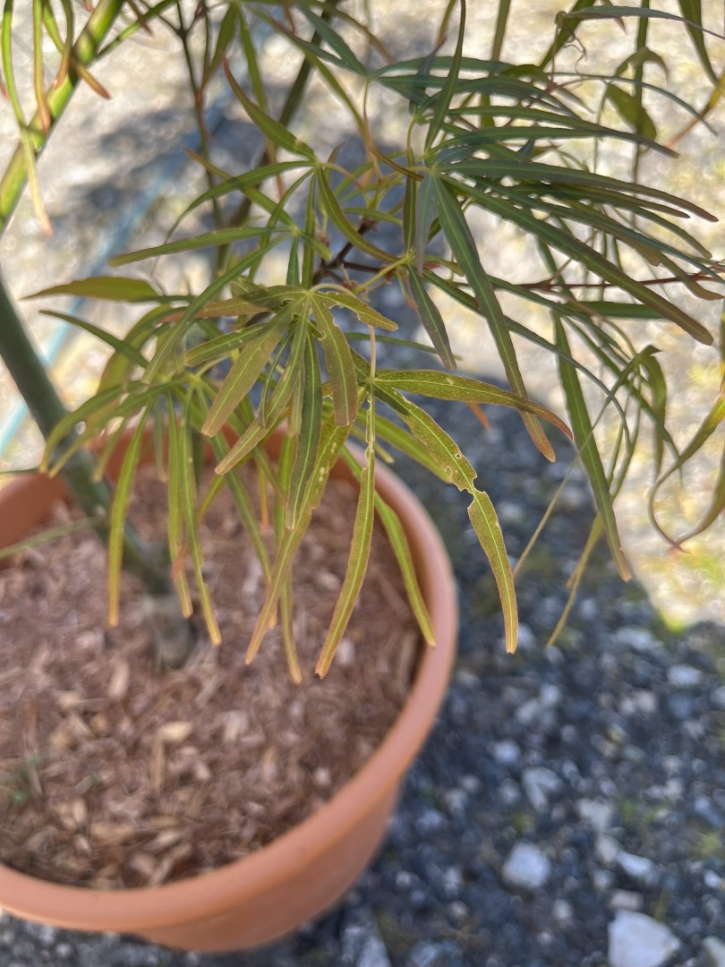 Japanese maple acer 'Linearilobum'