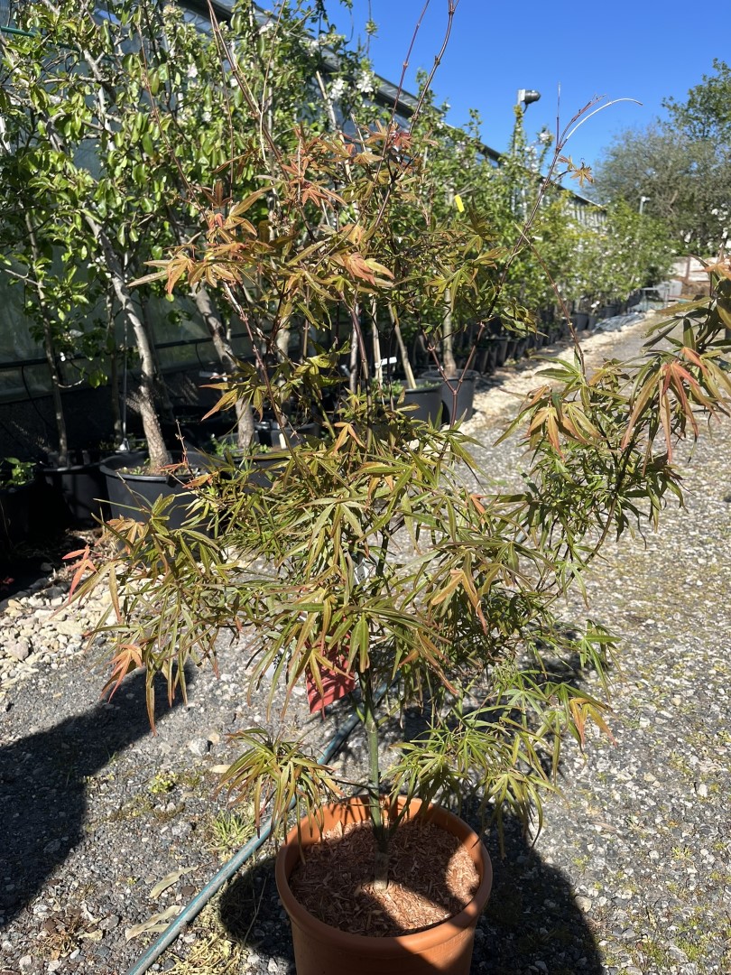Japanese maple acer 'Linearilobum'