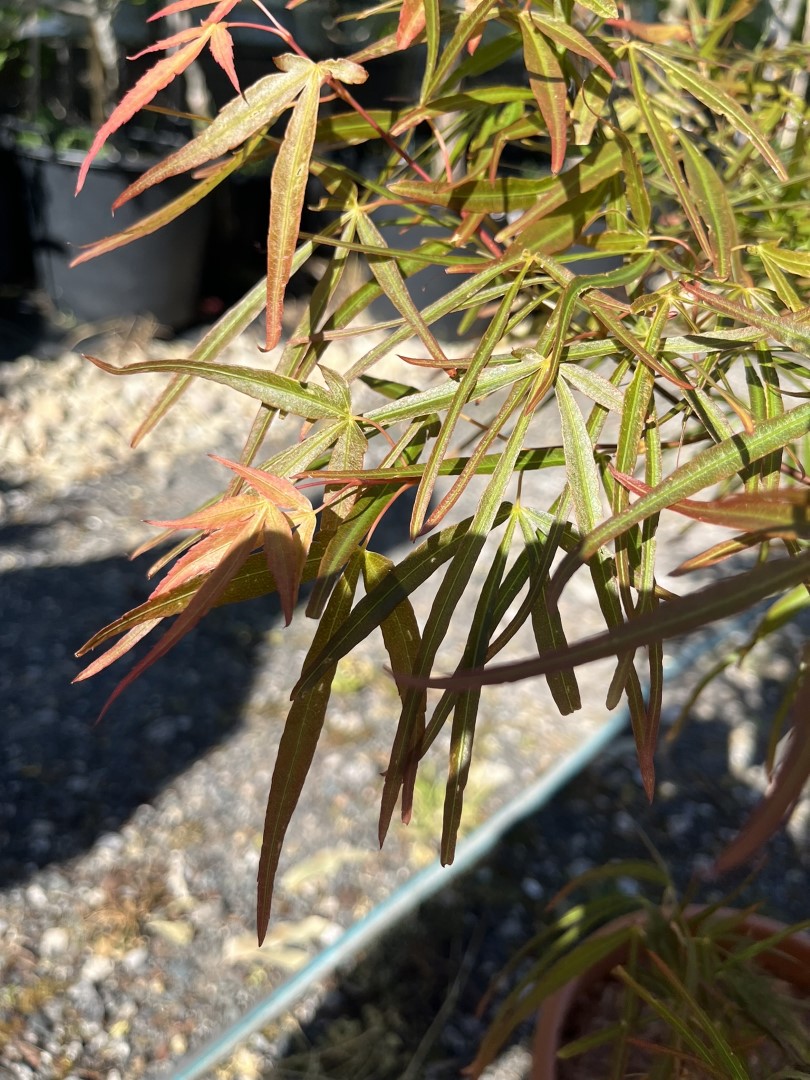 Japanese maple acer 'Linearilobum'