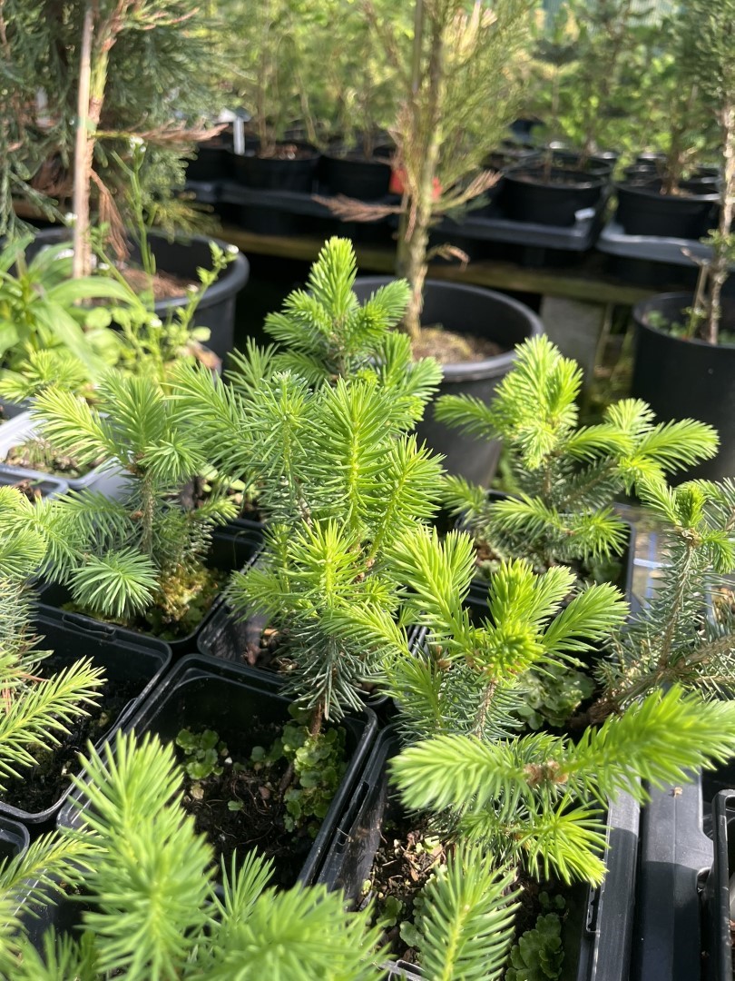 Lijiang spruce - Picea likiangensis