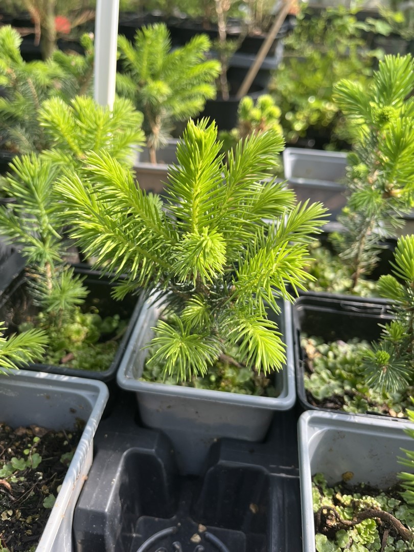 Lijiang spruce - Picea likiangensis