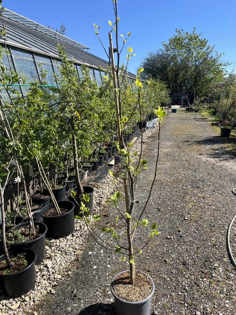 Liriodendron tulipifera- Tulip Tree 'Aureomarginatum' 200/250cm (15L)
