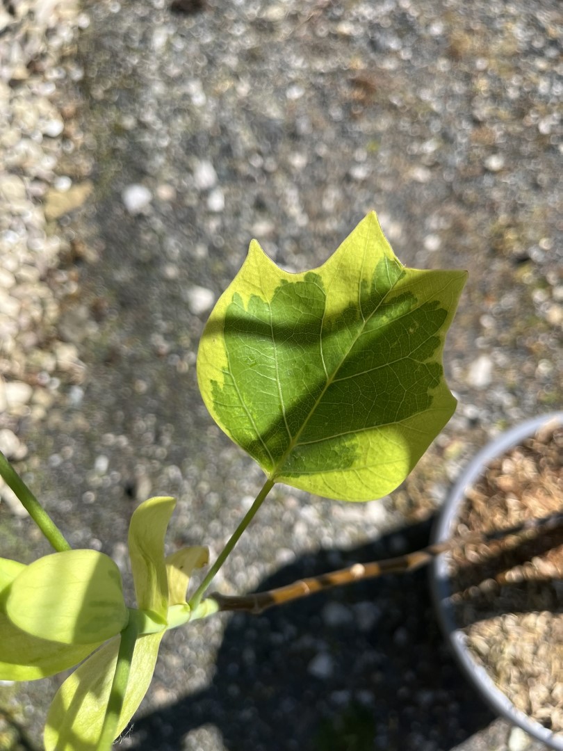 Liriodendron tulipifera- Tulip Tree 'Aureomarginatum' 200/250cm (15L)