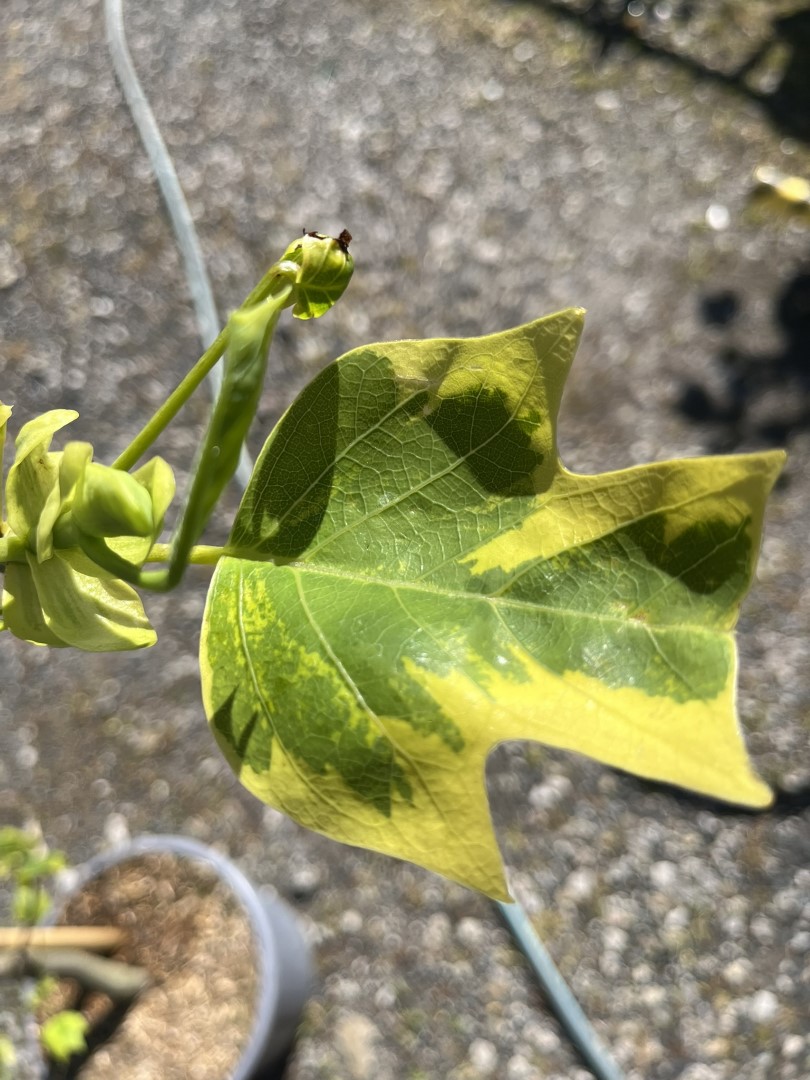 Liriodendron tulipifera- Tulip Tree 'Aureomarginatum' 200/250cm (15L)