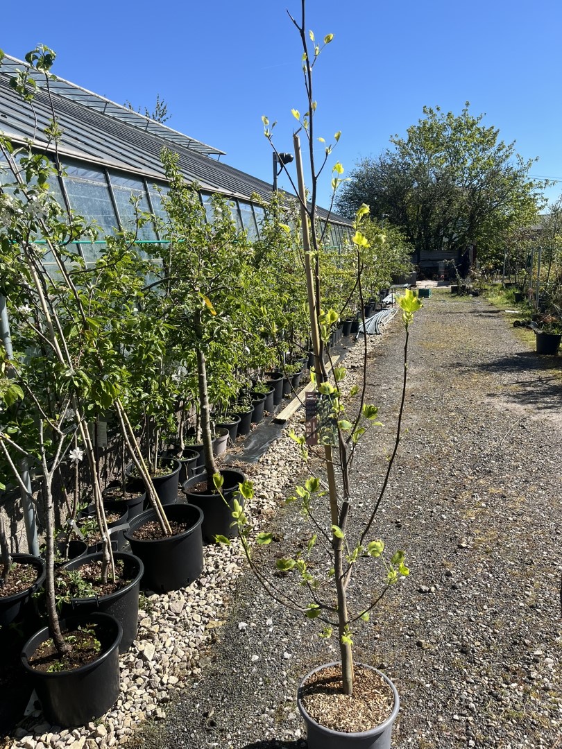 Liriodendron tulipifera- Tulip Tree 'Aureomarginatum' 200/250cm (15L)