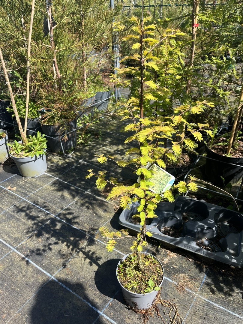 Metasequoia glyptostroboides - Dawn Redwood 'Amber Glow'