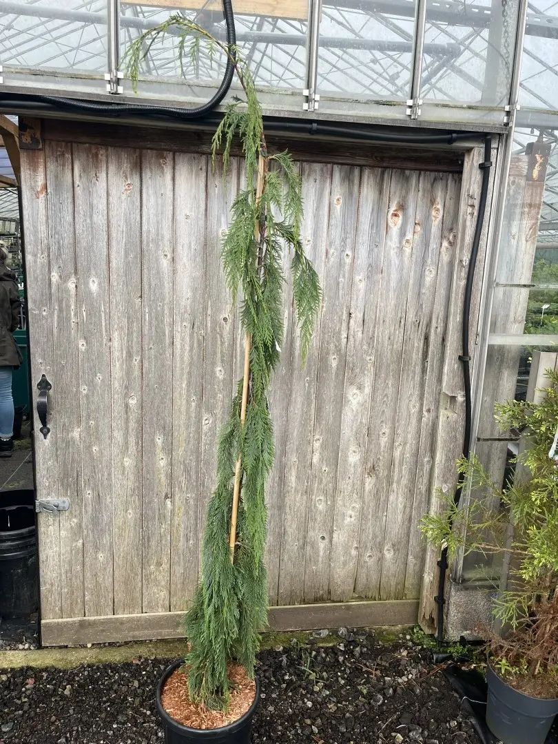 Nootka Cypress 'Moonshot' Tree - Chamaecyparis nootkatensis