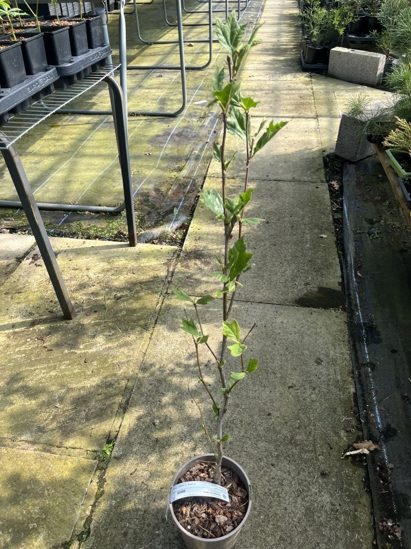 Oriental Plane - Platanus orientalis