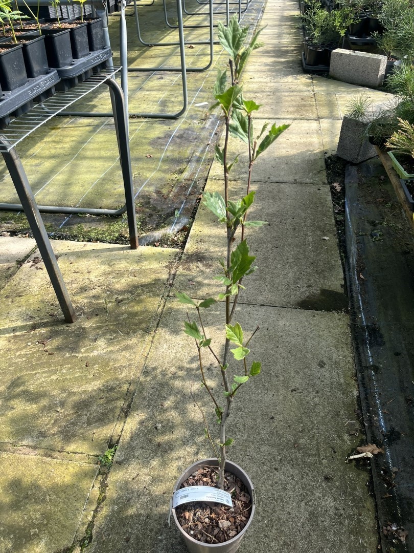 Oriental Plane - Platanus orientalis