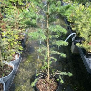 Picea pungens glauca - Colorado Blue Spruce