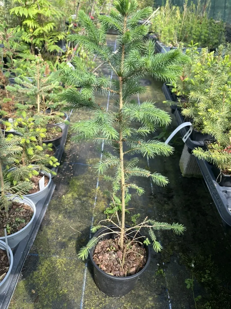 Picea pungens glauca - Colorado Blue Spruce