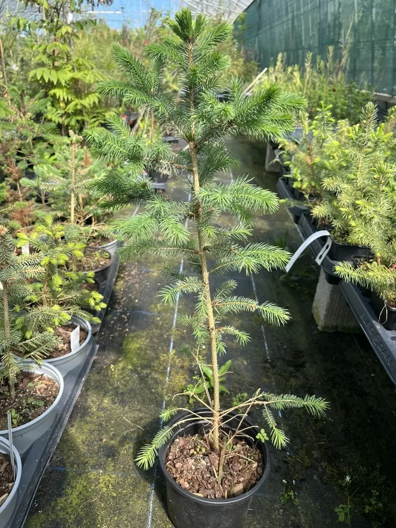 Picea pungens glauca - Colorado Blue Spruce