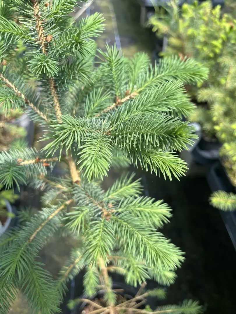 Picea pungens glauca - Colorado Blue Spruce