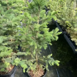 Picea pungens glauca - Colorado Blue Spruce