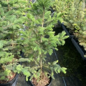Picea pungens glauca - Colorado Blue Spruce
