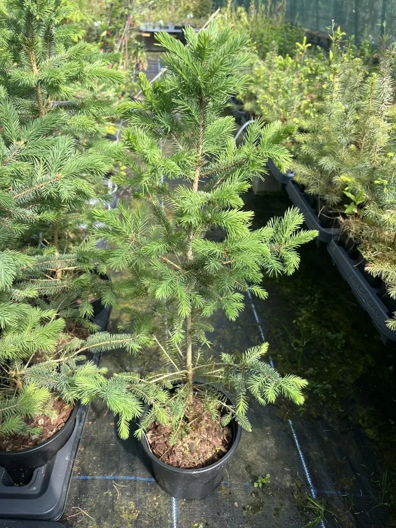 Picea pungens glauca - Colorado Blue Spruce
