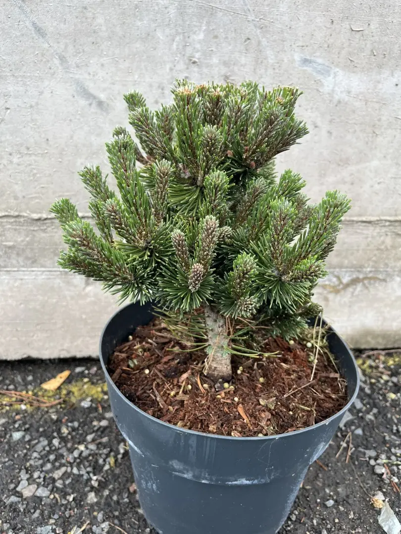 Pinus mugo - Dwarf Mountain Pine 'Sherwood Compact'