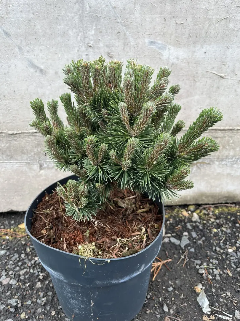 Pinus mugo - Dwarf Mountain Pine 'Sherwood Compact'