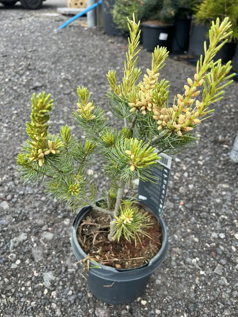 Pinus parviflora - Japanese White Pine 'Glauca'