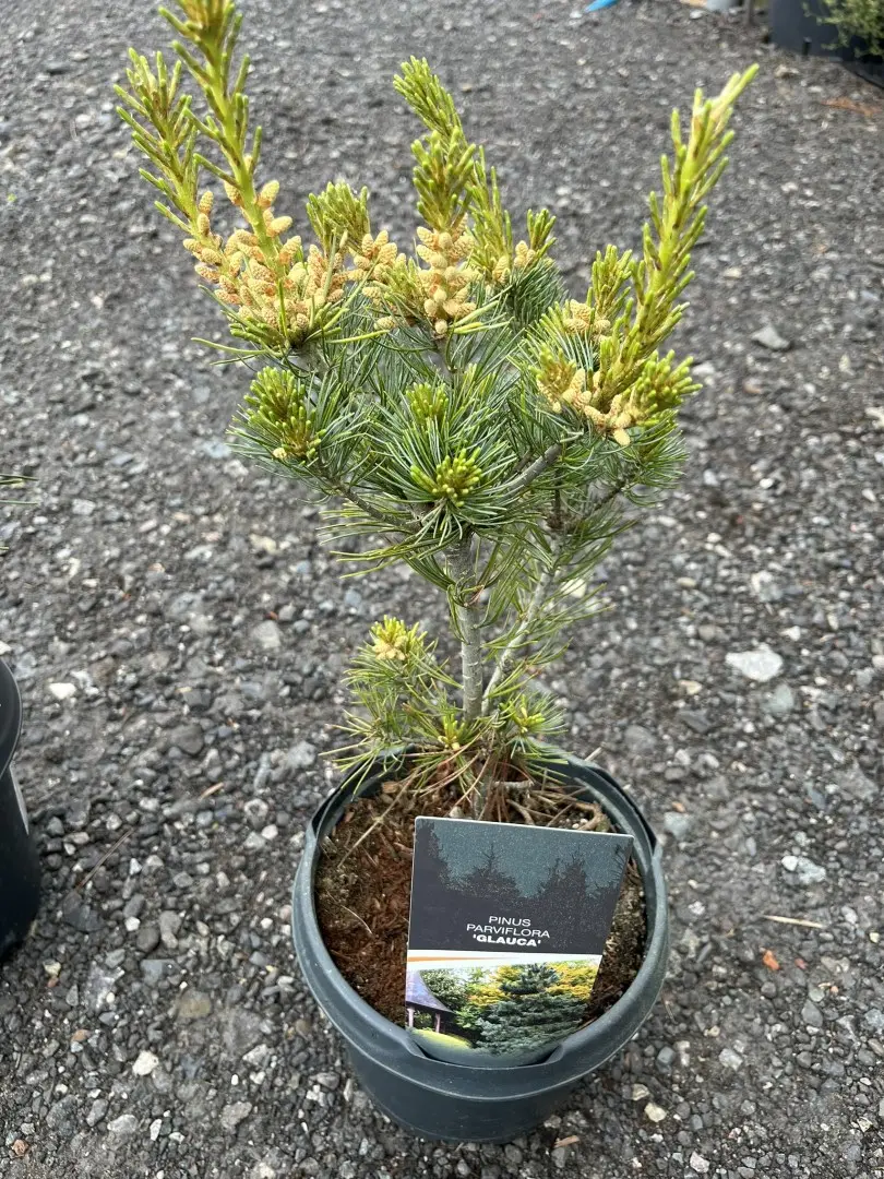Pinus parviflora - Japanese White Pine 'Glauca'