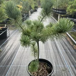 Pinus parviflora - Japanese White Pine 'Negishi'