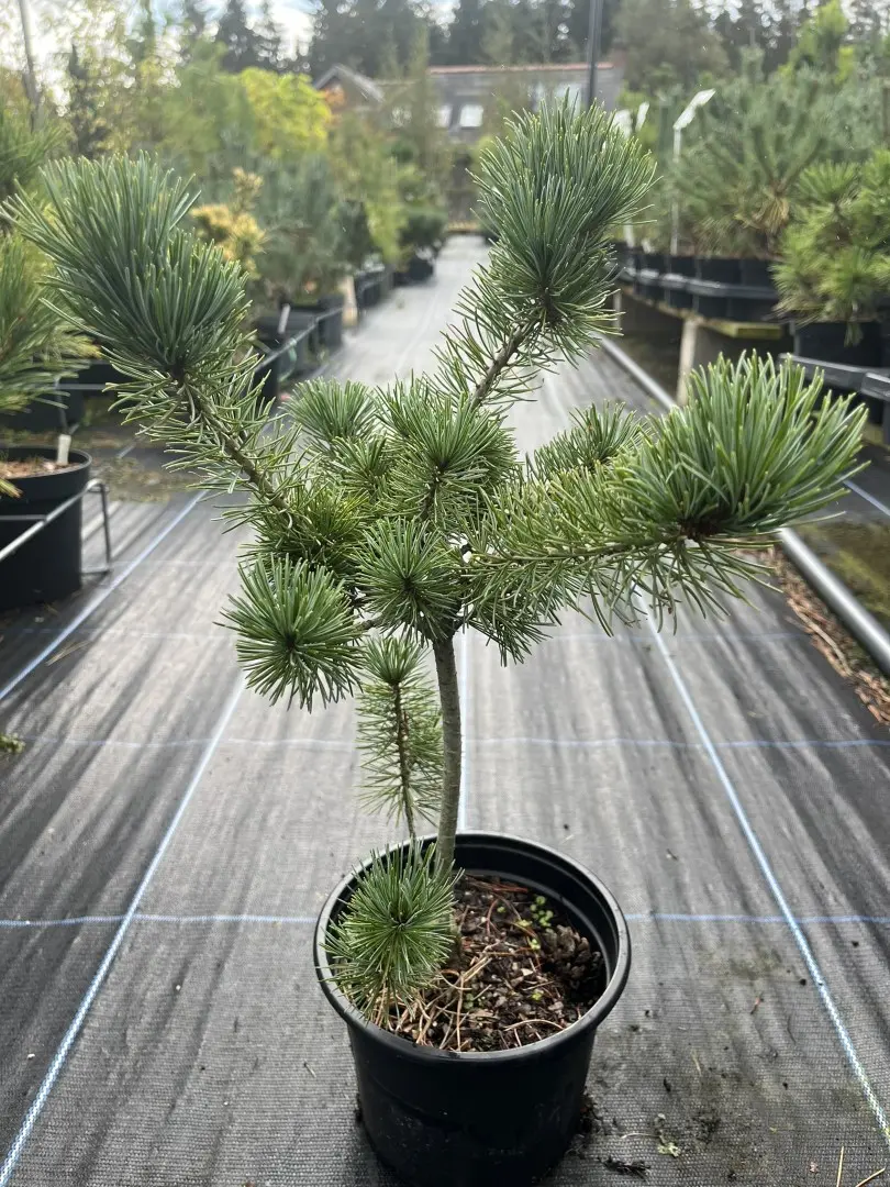 Pinus parviflora - Japanese White Pine 'Negishi'
