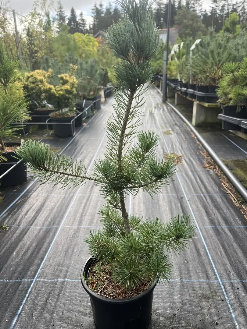 Pinus parviflora - Japanese White Pine 'Negishi'