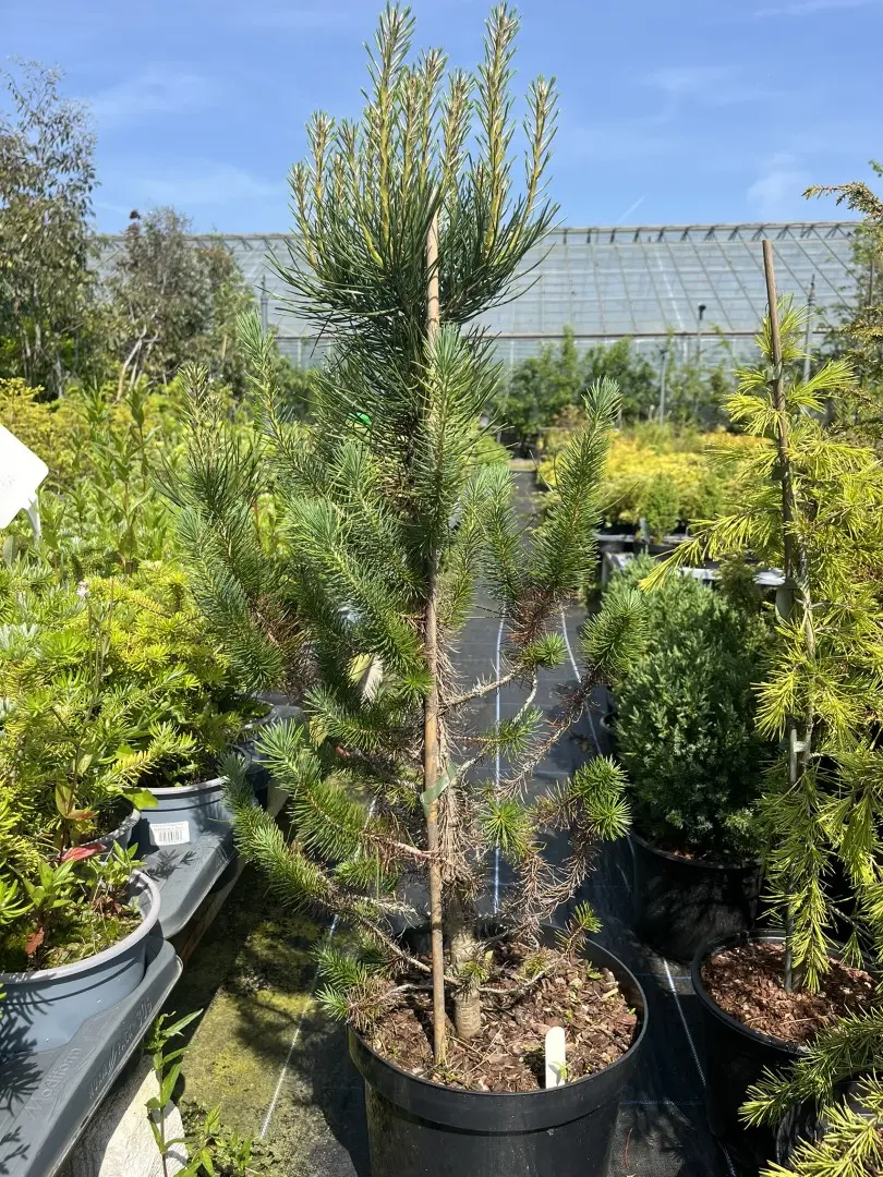 Pinus pinea - Stone Pine (10L)
