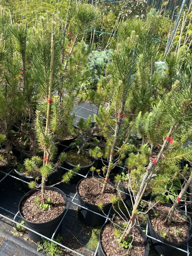 Pinus pinea - Stone Pine (5L)