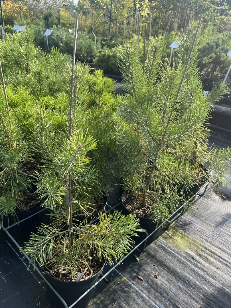 Pinus sylvestris - Scots Pine 'Anny's Winterlight'
